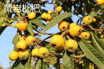 浙江臺州的特產(chǎn)，包括仙居番薯干、天臺山蜜橘、重陽糕等種類