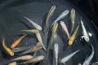 青鳉魚吃什么飼料，比較喜歡的就是動(dòng)物性飼料