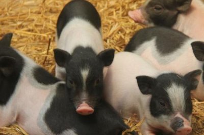 小香豬母豬幾個(gè)月可以配種，三個(gè)月的時(shí)候就可以進(jìn)行配種