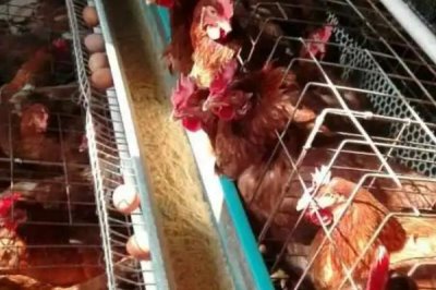 蛋雞喂什么料下蛋多，可飼喂高蛋白質(zhì)的飼料