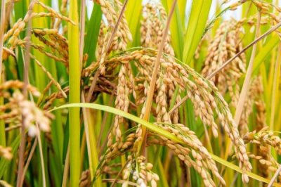 農(nóng)村種植什么食用菌具有較高的效益，香菇、木耳、平菇等品種均為不錯的選擇