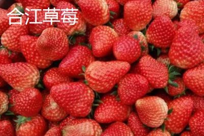 四川瀘州市的特色水果，有張壩桂圓、特興桂圓、九獅香柚等