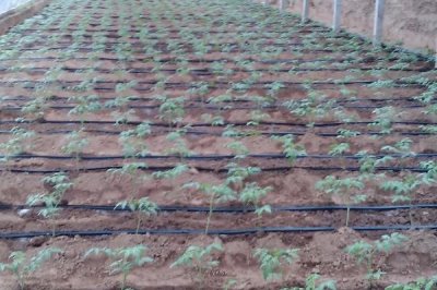 溫室滴灌的好處，可減少濕度降低發(fā)病幾率