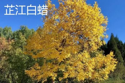 湖南省芷江侗族自治縣的特產(chǎn)，雪峰山魚腥草曾被侗民稱為仙草