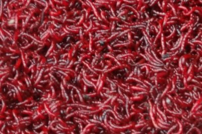 紅蟲的價格，產(chǎn)地、品牌等條件會影響到售價