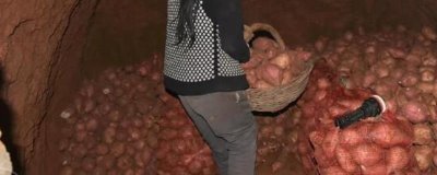 紅薯如何做好窖儲前處理，紅薯窖內(nèi)需要保證濕度、溫度和含氧量