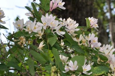 金銀花枝的冬季修剪技術(shù)，在12月份至翌年3月上旬進(jìn)行