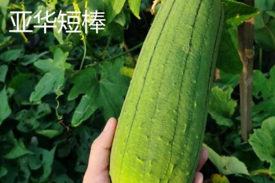 短棒形絲瓜品種有哪些，常見(jiàn)的有胖胖1號(hào)、牛奶2號(hào)、亞華短棒等