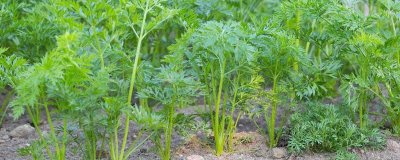 胡蘿卜移栽注意事項(xiàng)，拔苗后需馬上定植