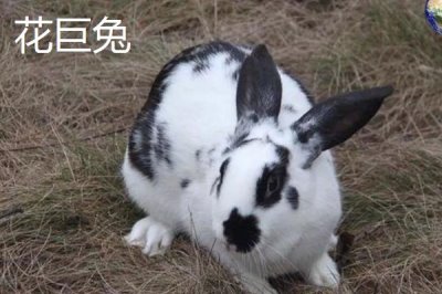 兔子的養(yǎng)殖品種，常見的有新西蘭白兔、比利時兔等