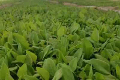 作物的營養(yǎng)臨界期相關(guān)介紹，是指對養(yǎng)分沒有太多需求、但缺少養(yǎng)分會導(dǎo)致發(fā)育不良的時(shí)期