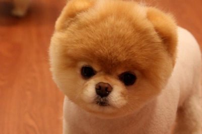 哈多利系博美犬的價格，價格在幾千元至幾萬元不等
