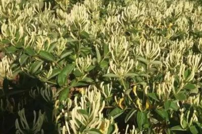 金銀花的種植條件，對土壤要求不嚴