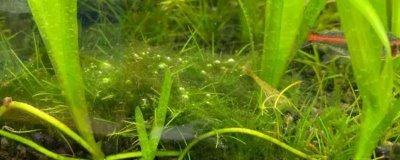 怎樣清除水草上的綠藻，可人工清除或生物防治等