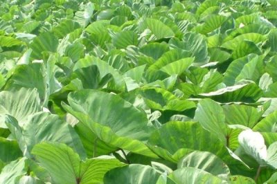 香芋栽培要點(diǎn)，栽種之前要施足基肥