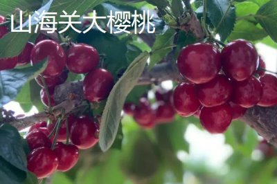 河北雄縣的特產(chǎn)，紙花產(chǎn)品暢銷全國(guó)各地