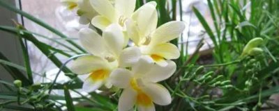 小蒼蘭什么時(shí)候開花，花期4-5月