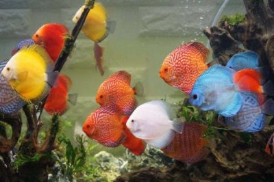 七彩神仙魚怎么繁殖，需要讓它們自由配對(duì)