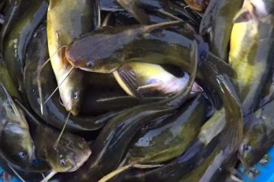 黃顙魚的價格，零售價多為12-20元左右