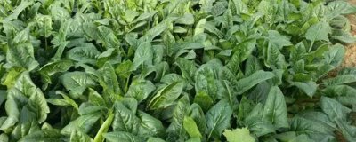 菠菜的生長過程介紹，包括萌芽、幼苗、生長和抽重期