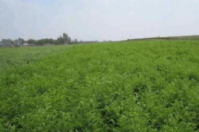 苦參的種植效益，目前種植一般可獲得可觀的利潤