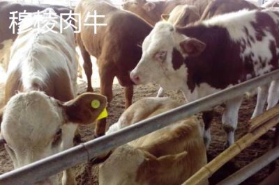 黑龍江佳木斯市的特產(chǎn)，包括力佳風(fēng)干腸、抱馬子茶葉筒等種類