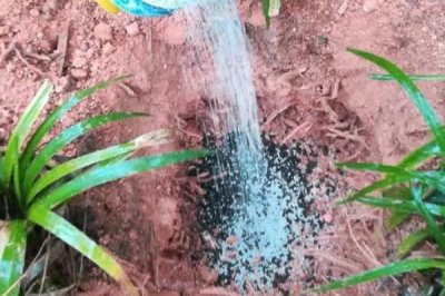 復(fù)合肥撒在地表多長時(shí)間會(huì)揮發(fā)，揮發(fā)時(shí)間與溫度有關(guān)