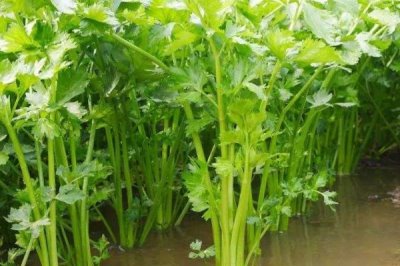 8月底適合種植什么蔬菜，可以種秋菠菜、茼蒿、香菜等