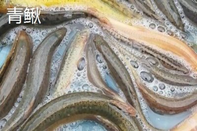 泥鰍苗價(jià)格，品種不同價(jià)格不同