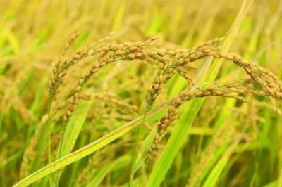 中國(guó)海水稻的種植面積，2024年年底已突破100萬(wàn)畝