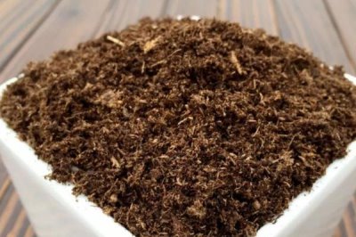 如何挑選天竺桂種子，顆粒飽滿的當(dāng)年新種更合適