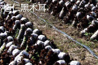 遼寧省桓仁滿族自治縣的特產(chǎn)，包括桓仁山參、桓仁大米、桓仁冰酒等種類
