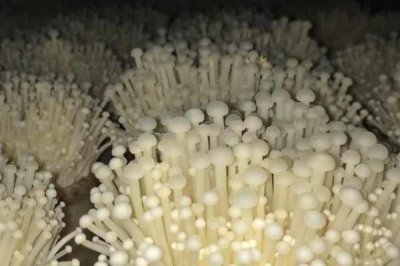 金針菇出菇期的水分管理技術(shù)，當(dāng)菌絲發(fā)到袋底后需立刻開(kāi)袋搔菌