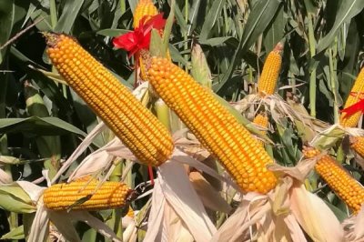 登海W365玉米種子特征特性，中抗小斑病