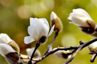 白玉蘭何時(shí)開(kāi)花，一般為3-5月份