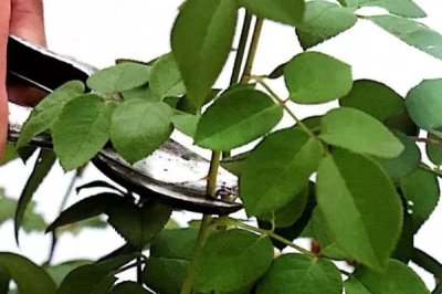 玫瑰的大田種植技術(shù)，常用分株繁殖