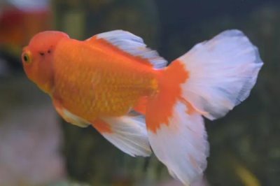 金魚要不要吃東西，只有吃東西才可以維持生命