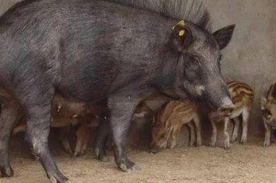 野豬的養(yǎng)殖方法，根據(jù)養(yǎng)殖場的規(guī)模來決定購買數(shù)量