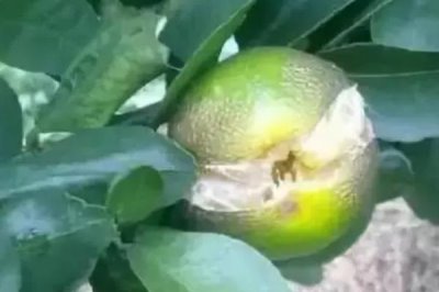 丑美人柑橘苗的特征,抗寒性較強(qiáng)且種植前景好