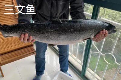 三文魚可以淡水養(yǎng)殖嗎,可以淡水養(yǎng)殖但需保證含氧量