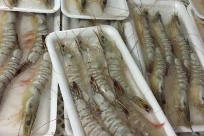 東方對蝦的產(chǎn)地，主產(chǎn)于東海、黃海、勃海等海域