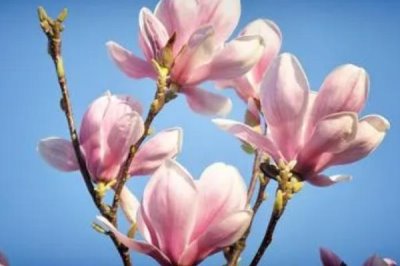 玉蘭花的花語，適合送給愛人和朋友