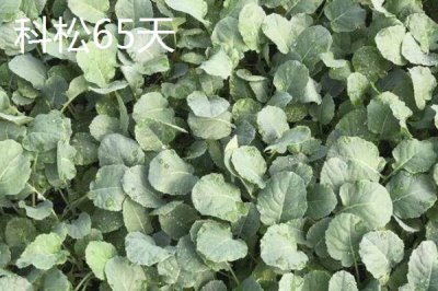 青梗松花菜苗的價(jià)格，一株需要0.1-0.5元左右