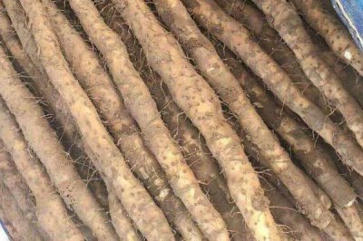 山藥的產地，河北地區(qū)主要產區(qū)