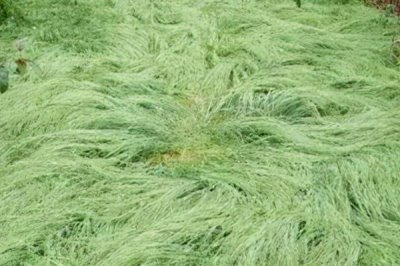 鼠茅草的產(chǎn)地，北美退化草原是主要分布區(qū)