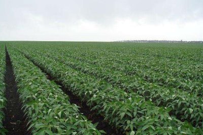 桂夏豆119大豆品種簡(jiǎn)介，適當(dāng)調(diào)整種植密度