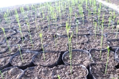 蘆筍苗期怎么管理，定植后要做好補苗、中耕除草等工作