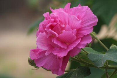 木芙蓉花的寓意，寓意純潔美麗、富貴吉祥等