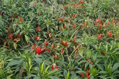 指天椒種植技術(shù)，播種前需浸種