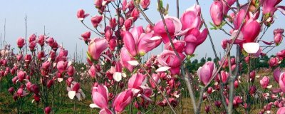 紫玉蘭是什么植物，為中國兩千多年的傳統(tǒng)花卉